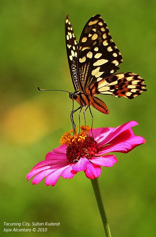 Butterfly by Jojie Alcantara
