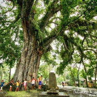 Philippine Centennial Tree