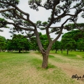 Hibiya Park Tokyo, Japan © Jojie Alcantara
